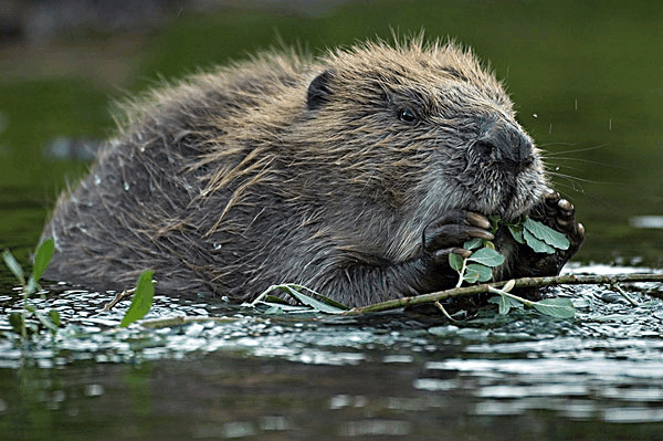 一种勤劳的小动物, 它会用牙齿把树木啃断, 然后用来筑坝