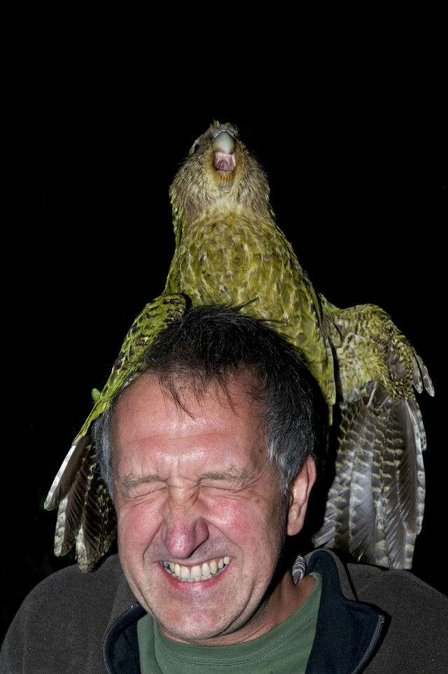 它是世上唯一一种不会飞行的鹦鹉,也是世界上寿命最长的鸟类之一.