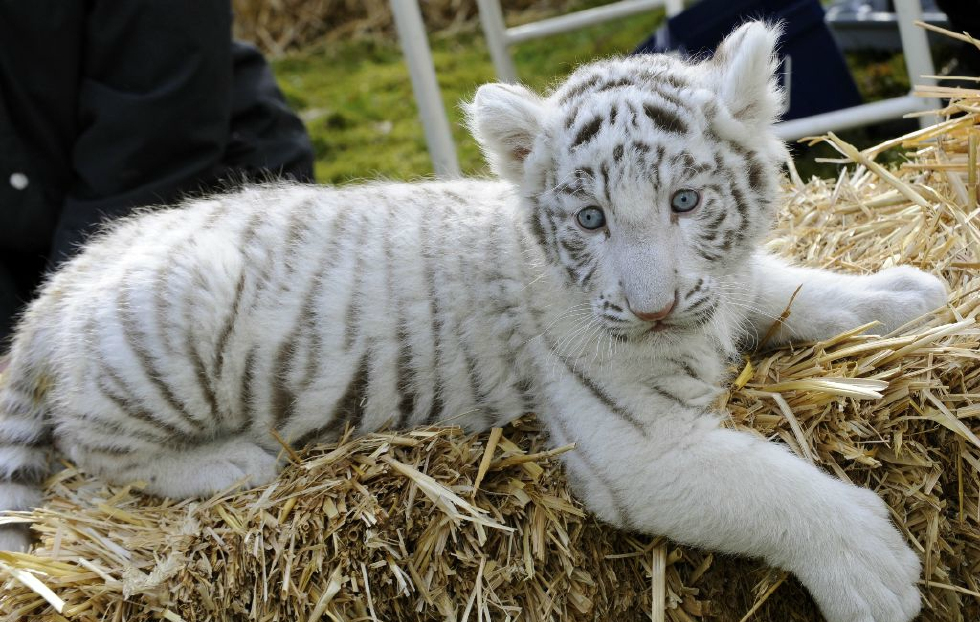白虎的传说与真相
