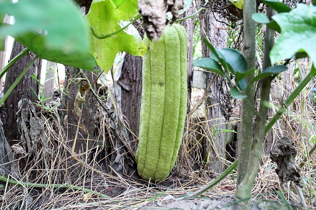 巧用一粒葫芦种子苗上结瓜无数农民发愁吃不完