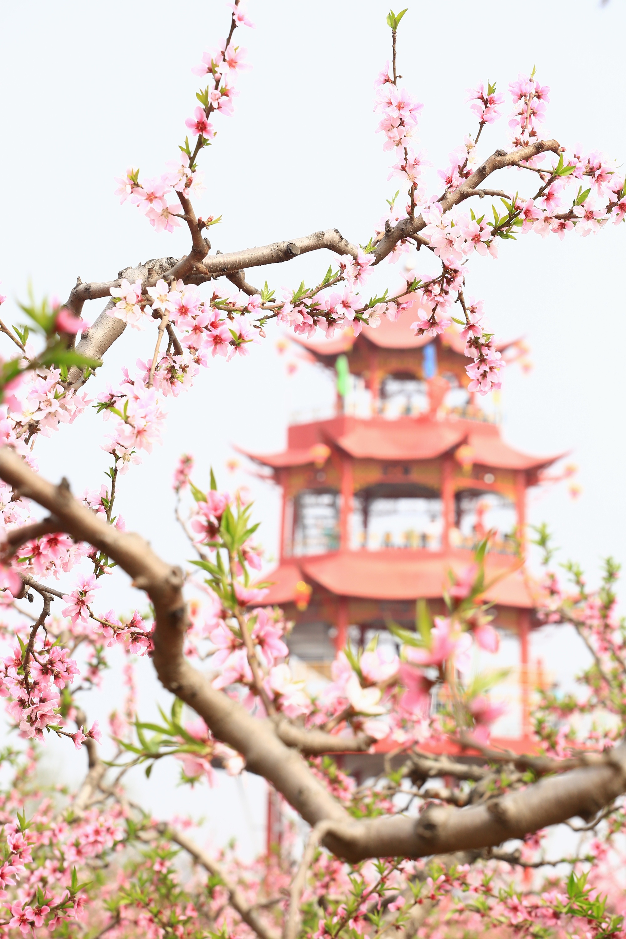 河南卫辉唐庄千亩桃花盛开场面壮观 美若国画又如世外桃源