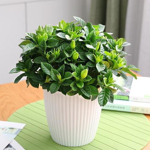 适合新手种植的8款盆栽,好看好种,存活率高,芳香扑鼻