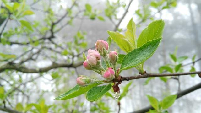旅游:随走札记|昆明团结乡,美早庄园里的好玩场