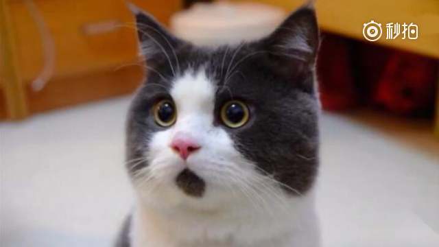 这年头连猫都学会碰瓷了 看傻眼了