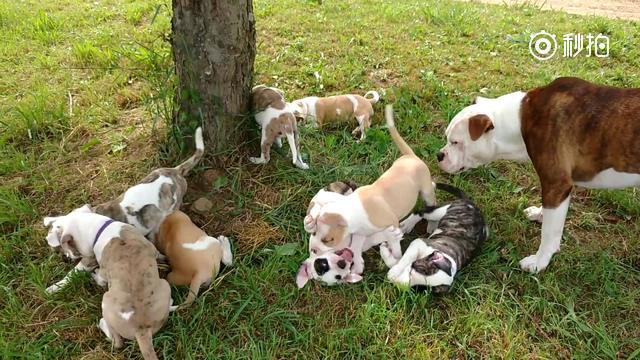 8只蓝血斗牛犬宝宝和狗爸爸玩耍,长尾巴的斗牛犬你有见过吗?