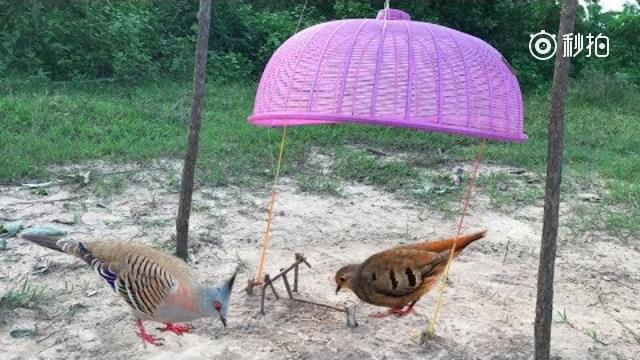 乡下小哥用菜篮子改装成自动捕鸟器,想不到活捉到一只野鸟