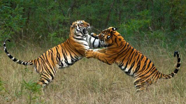 雄狮|猛兽|雄虎_新浪新闻