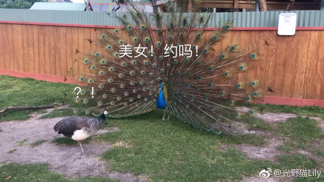 NFL最强跑卫与嫩模海滩游玩 辣妹戏水竟忘穿