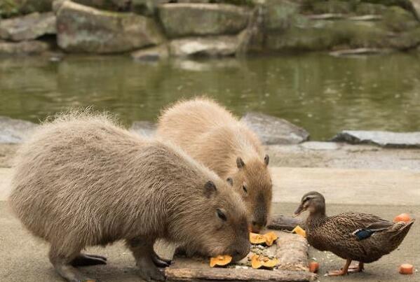 美国老太太养了只心机大老鼠没想到它却有个特殊技能