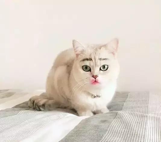 猫咪被主人妆扮,脸上画了眉毛涂了口红,看起来貌美如花