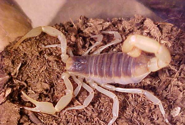 最强的生物, 第二中国最凶猛毒蛇, 第九敌人只有人类|箭毒蛙_新浪新闻