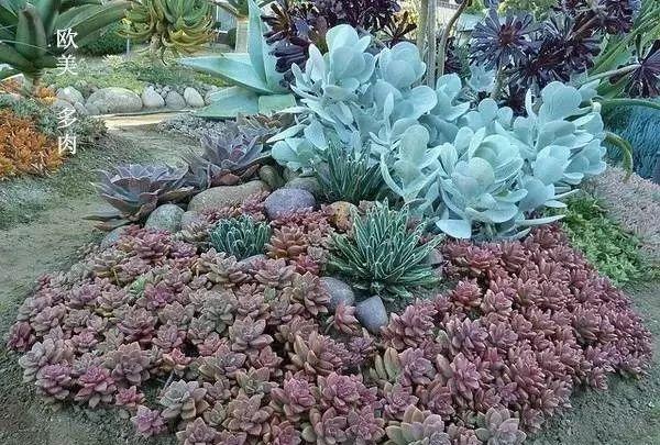 美爆了这可能是最全的多肉植物庭院景观让你心动不止一万次