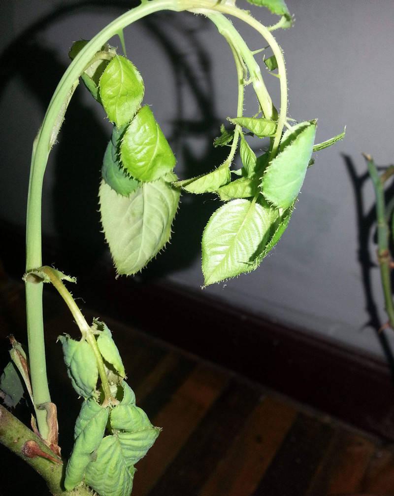 35℃高温,月季新芽打蔫,2个原因,2个办法!