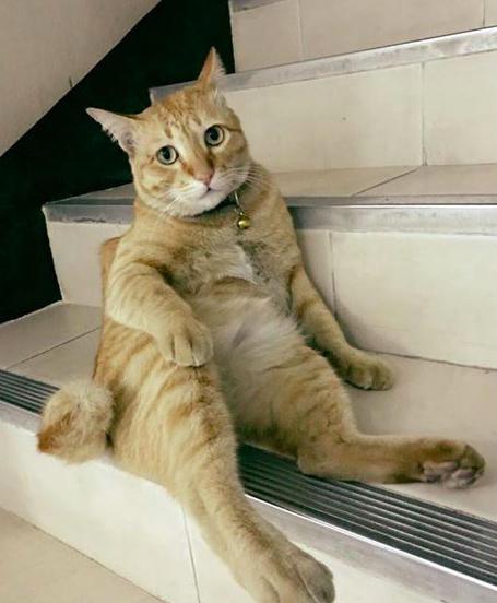 一只长得像黄磊的喵星人,眼神看穿一切的淡泊和睿智!