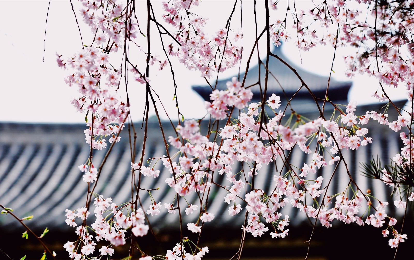 春满中国·醉西安&西安青龙寺樱花惹人醉!