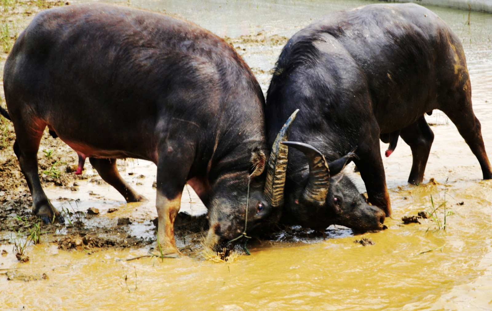 国庆久红看斗牛欢度苗族吃新节
