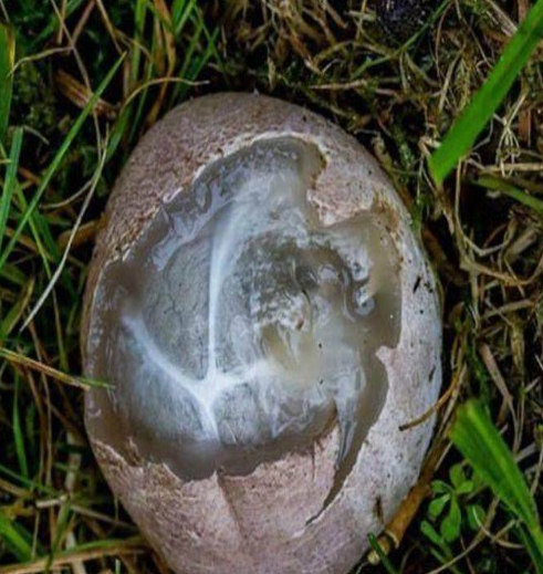 男子在野外发现颗奇怪的蛋, 孵化后, 结果令他无法淡定了