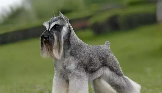 百变雪纳瑞造型