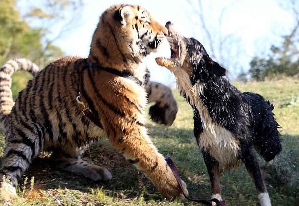牧羊犬轻易控制老虎,老虎长大后也一样,真相竟是这样的!