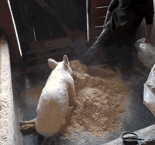 看到管理员倒出整袋木屑,小猪不敢置信的瞪大自己的眼睛!