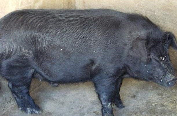 以前农村的泔水猪那么好吃,为啥现在不让喂了?看完恍然大悟!