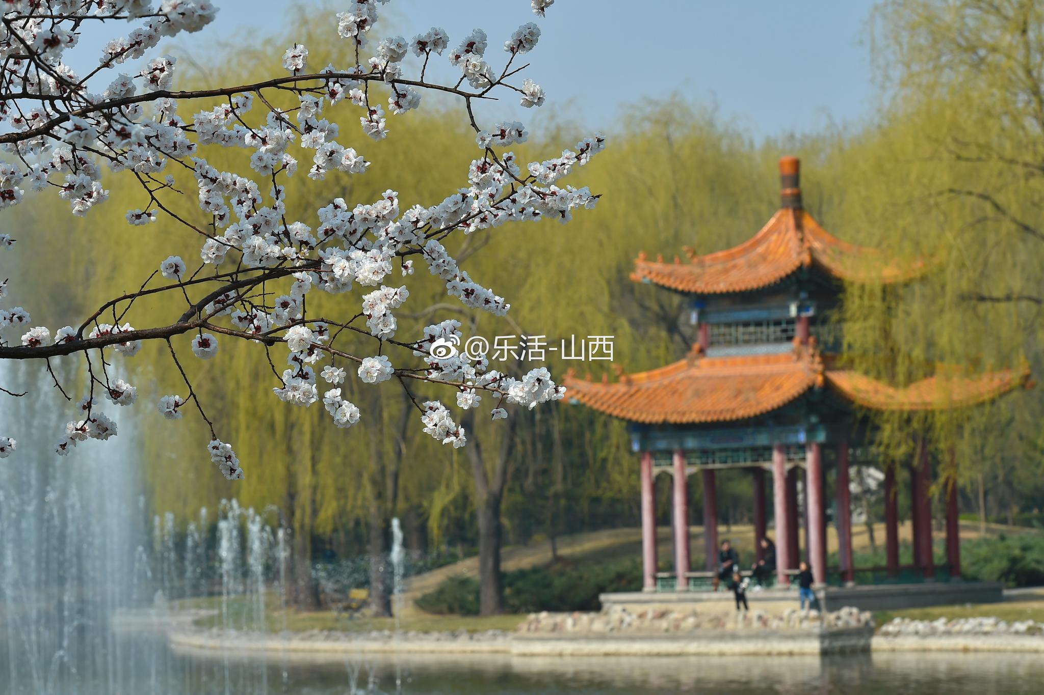 天气一天天暖和起来,山西汾阳市杏花村绿意盎然,杏花竞相开放,尤怂