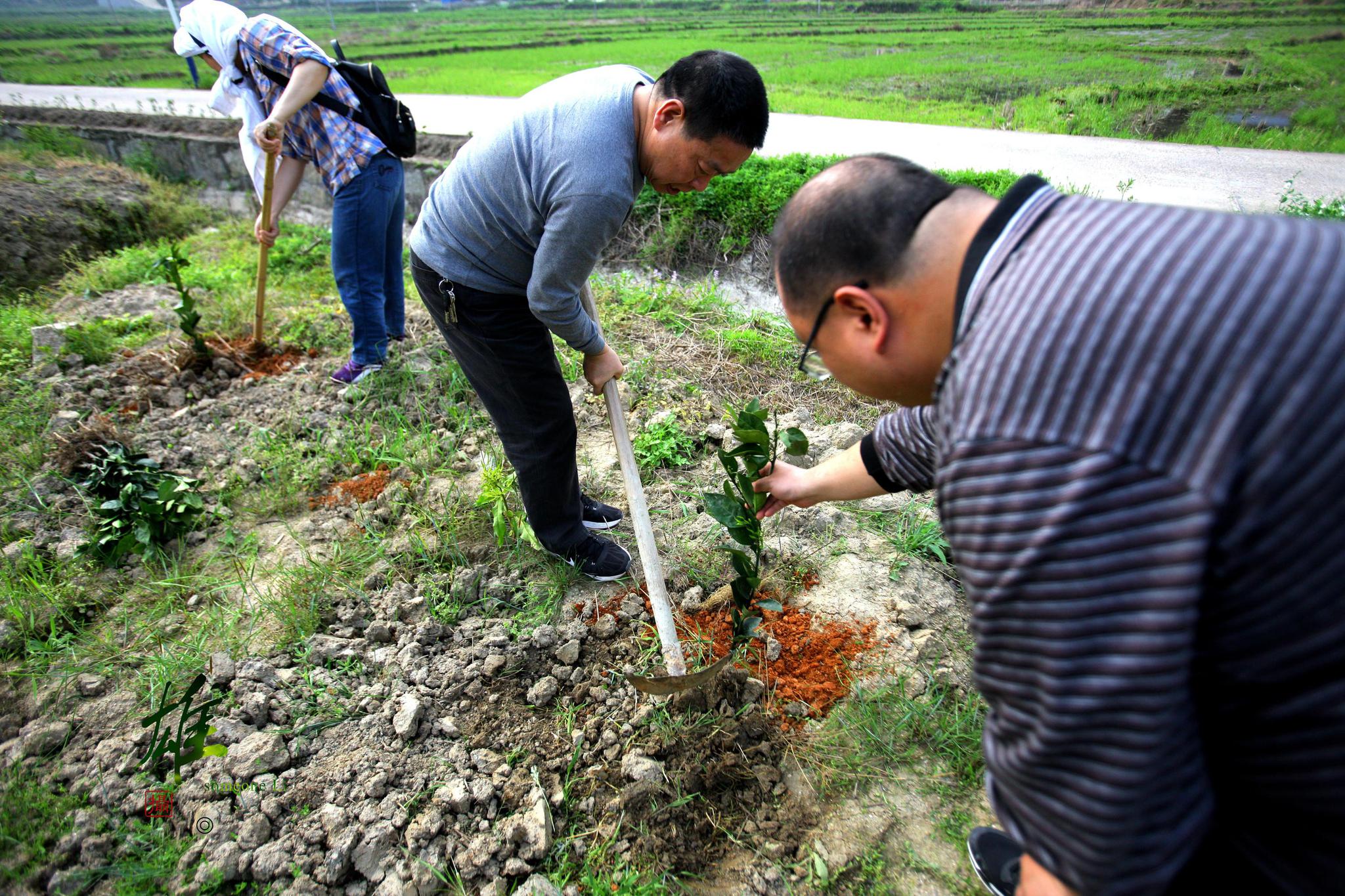 南岳区旅发委精准扶贫种果树助农致富