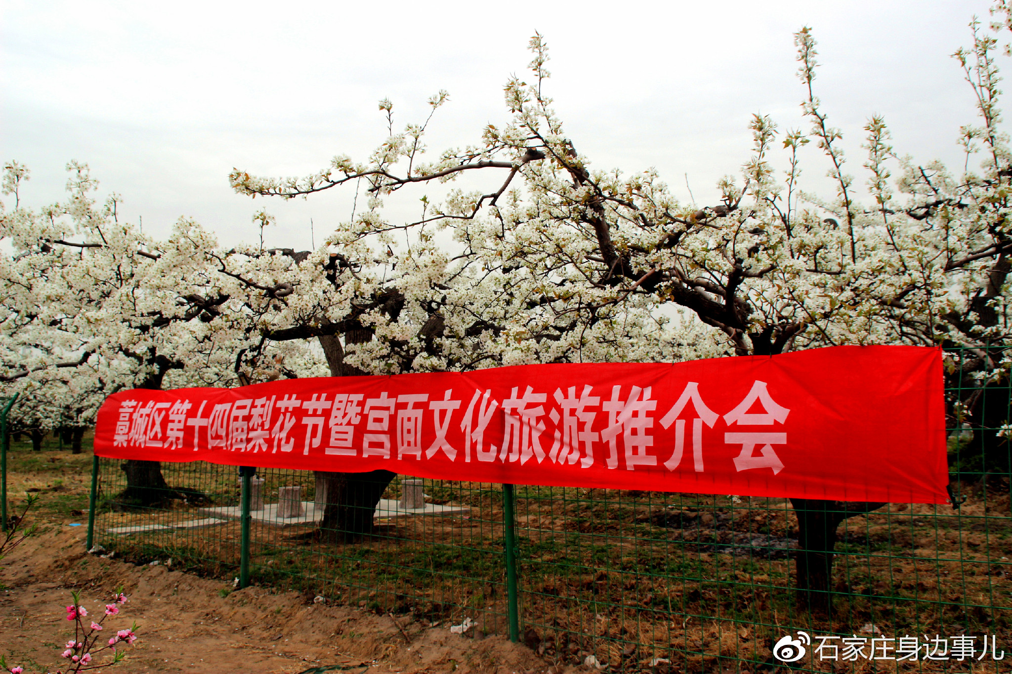 藁城梨花节图片