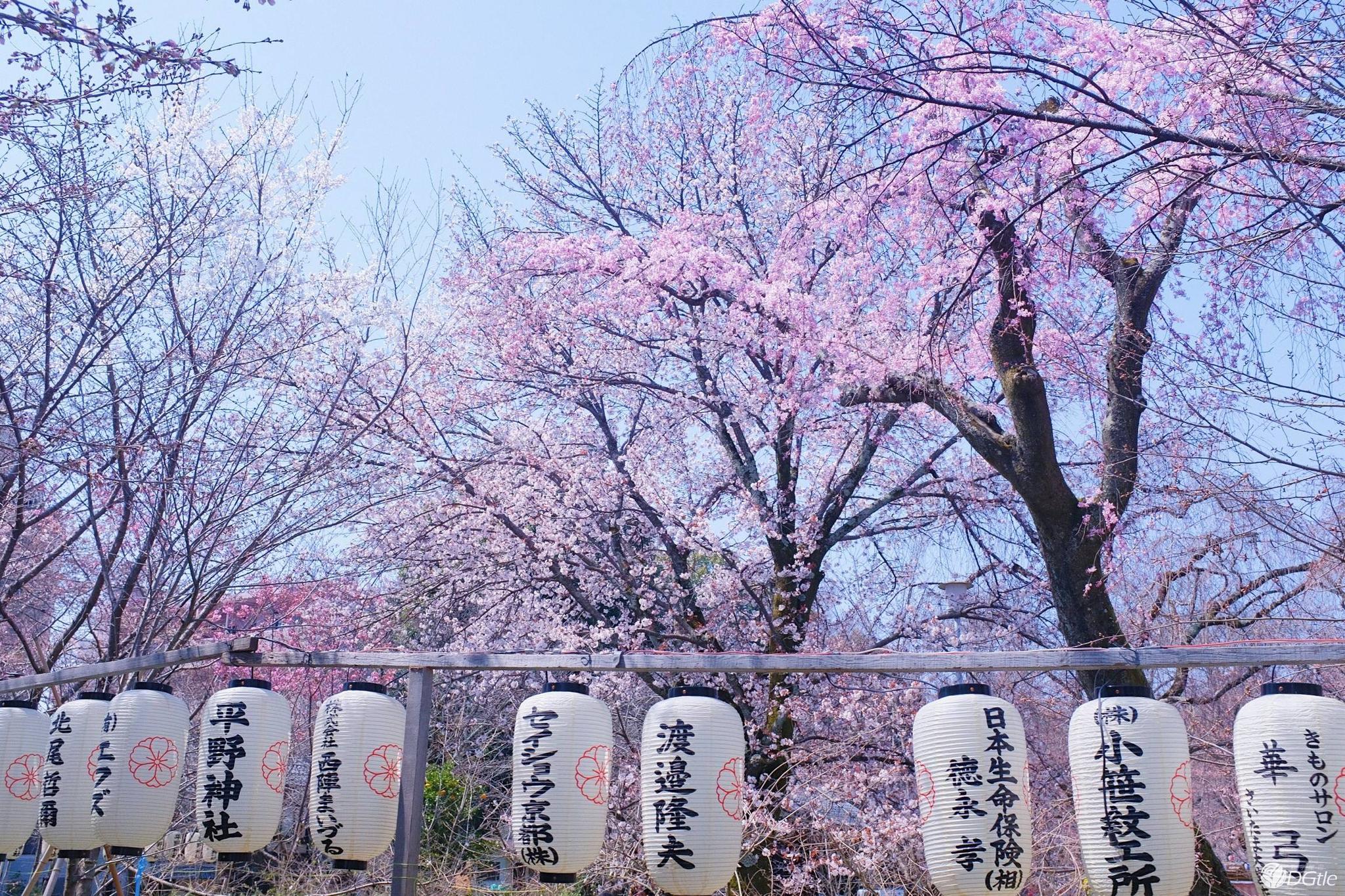 世界最大"樱花树"落户日本:88万多块乐高积木拼成,非常惊艳!