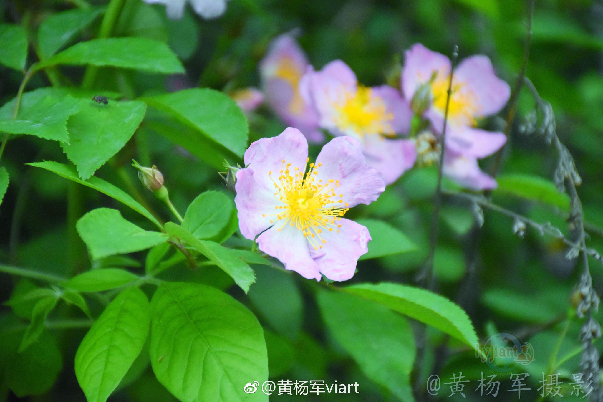 遇见——软条七蔷薇