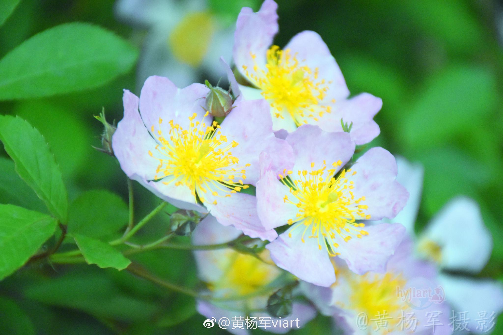 遇见软条七蔷薇