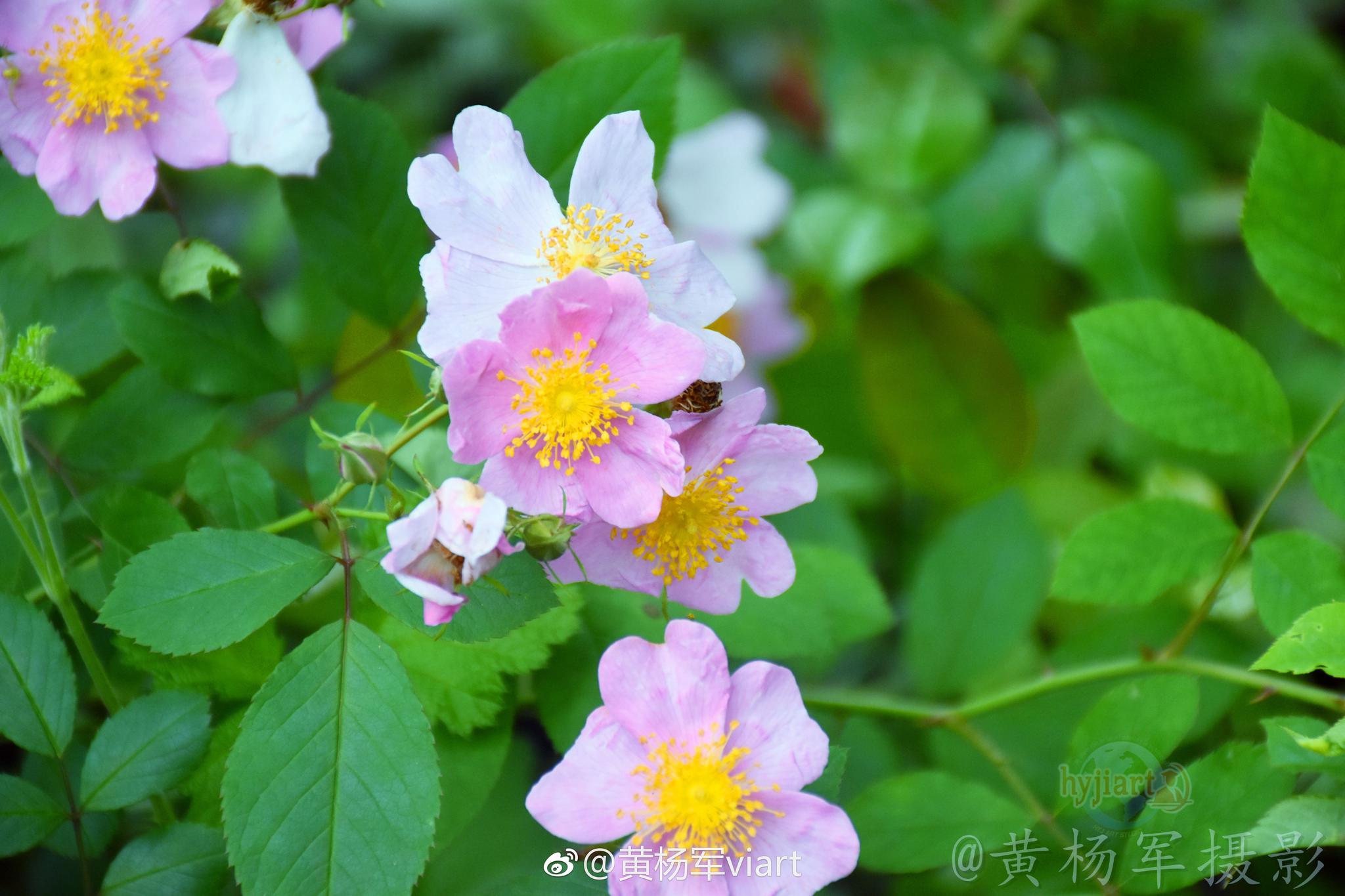 遇见软条七蔷薇