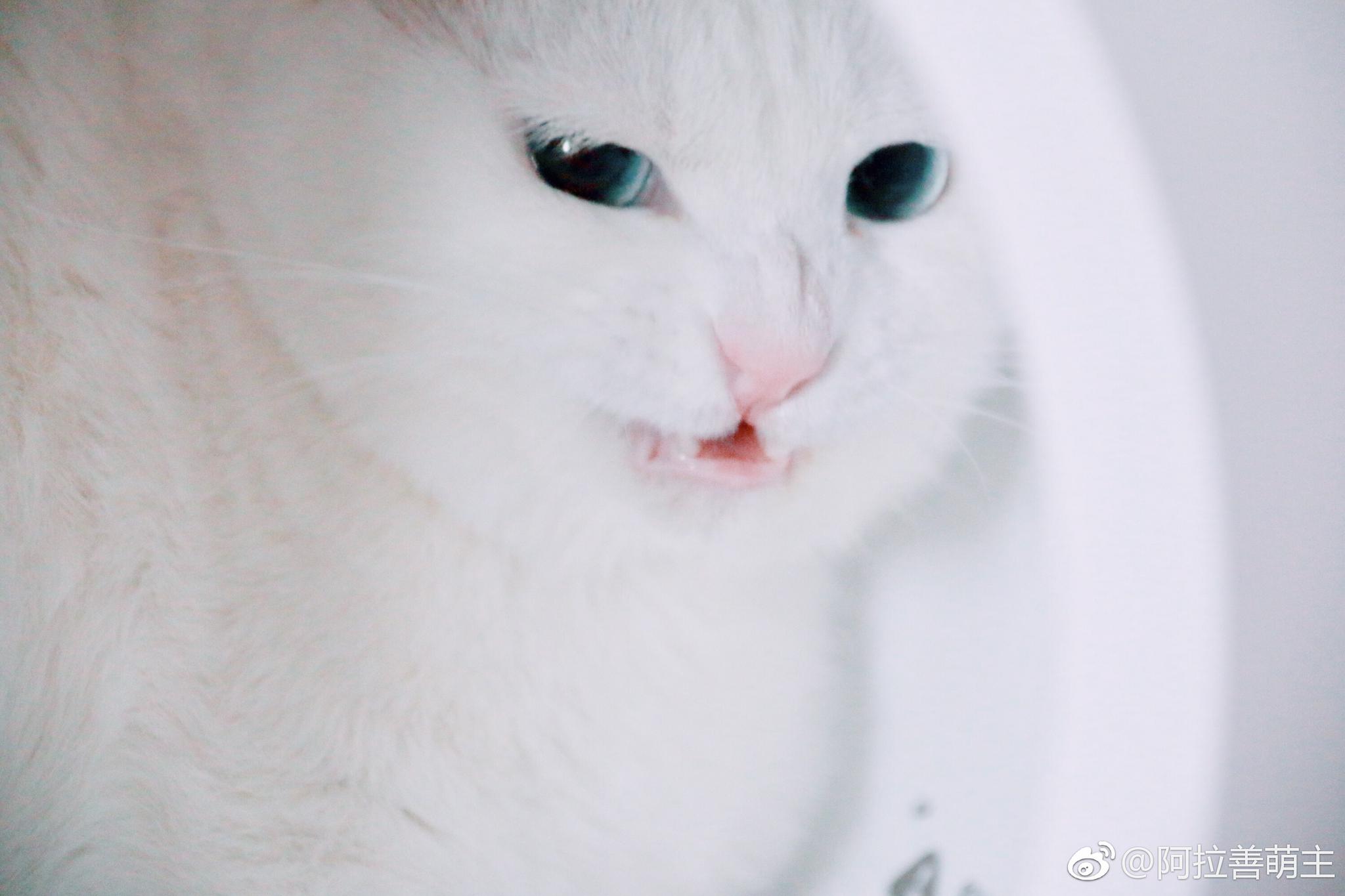 温柔不过三秒这就是你们的仙女奶糖猫长着一双会骗人的眼睛