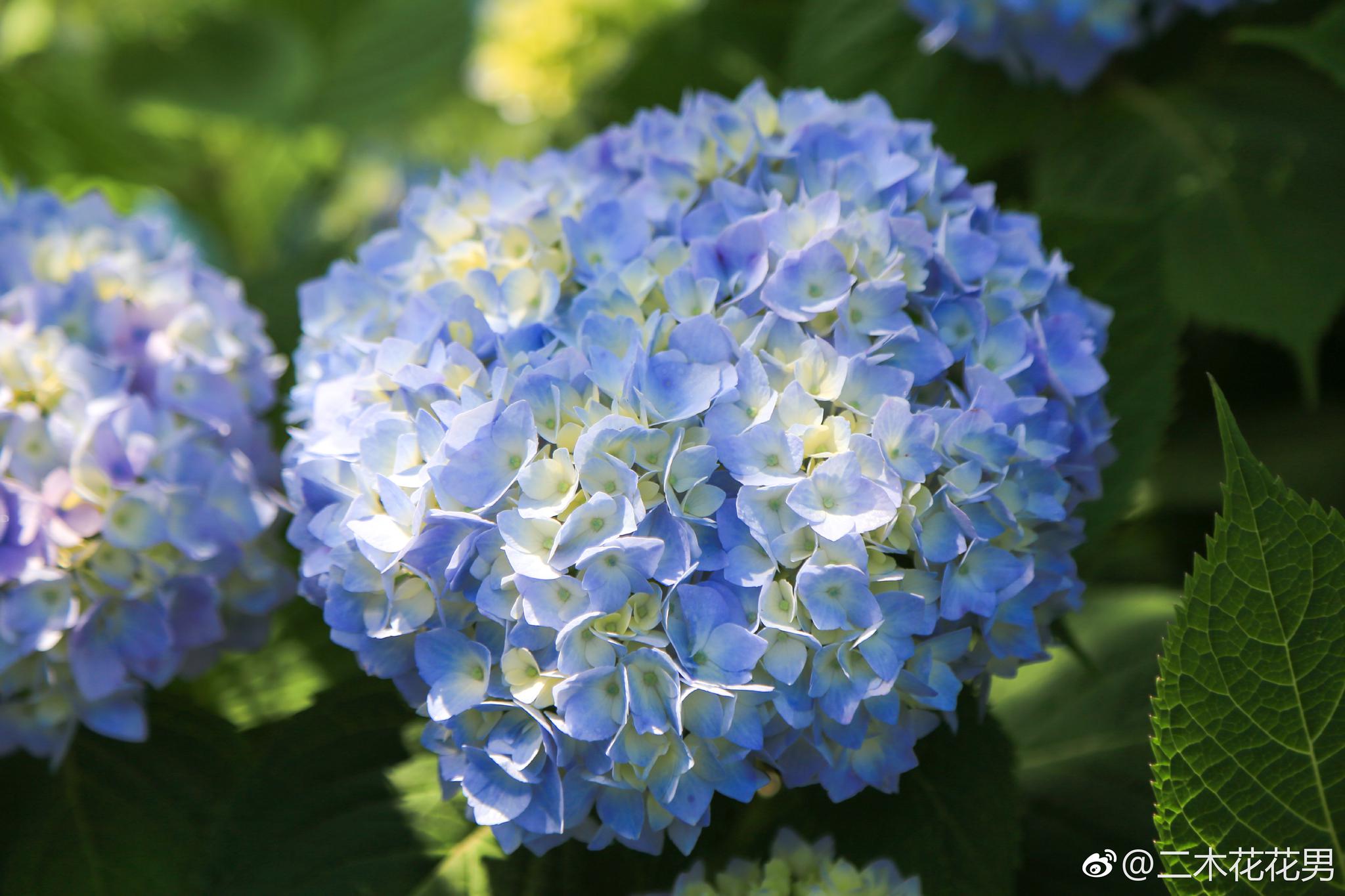 绣球和多肉一样,也会变色,同一个品种不同的颜色粉色和蓝色