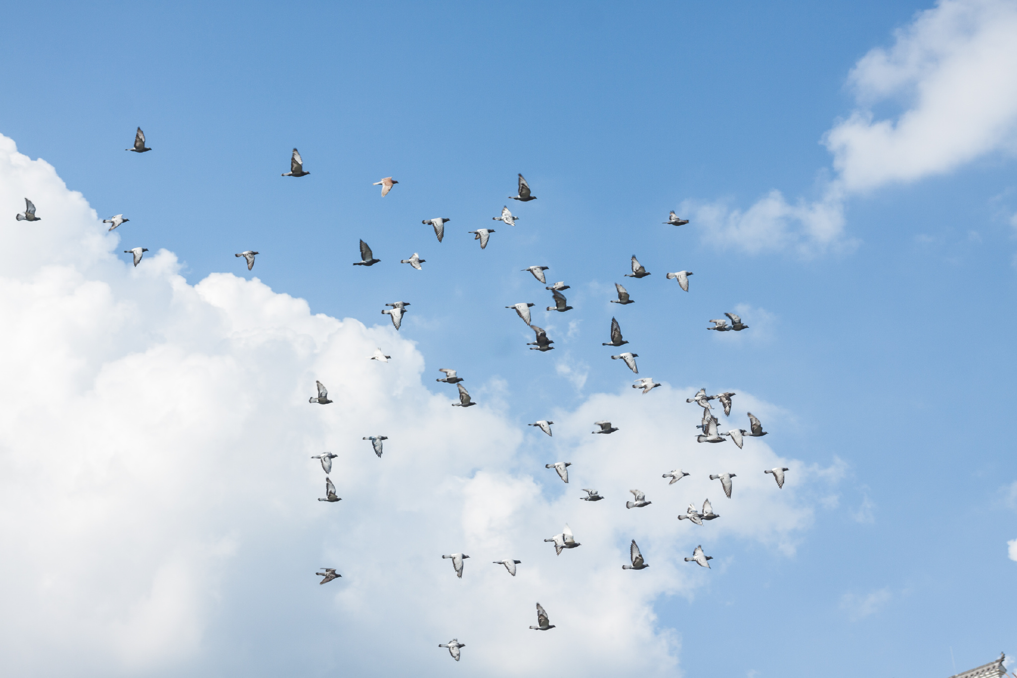 那一日拍到了阳光下的鸽子不是彩色的