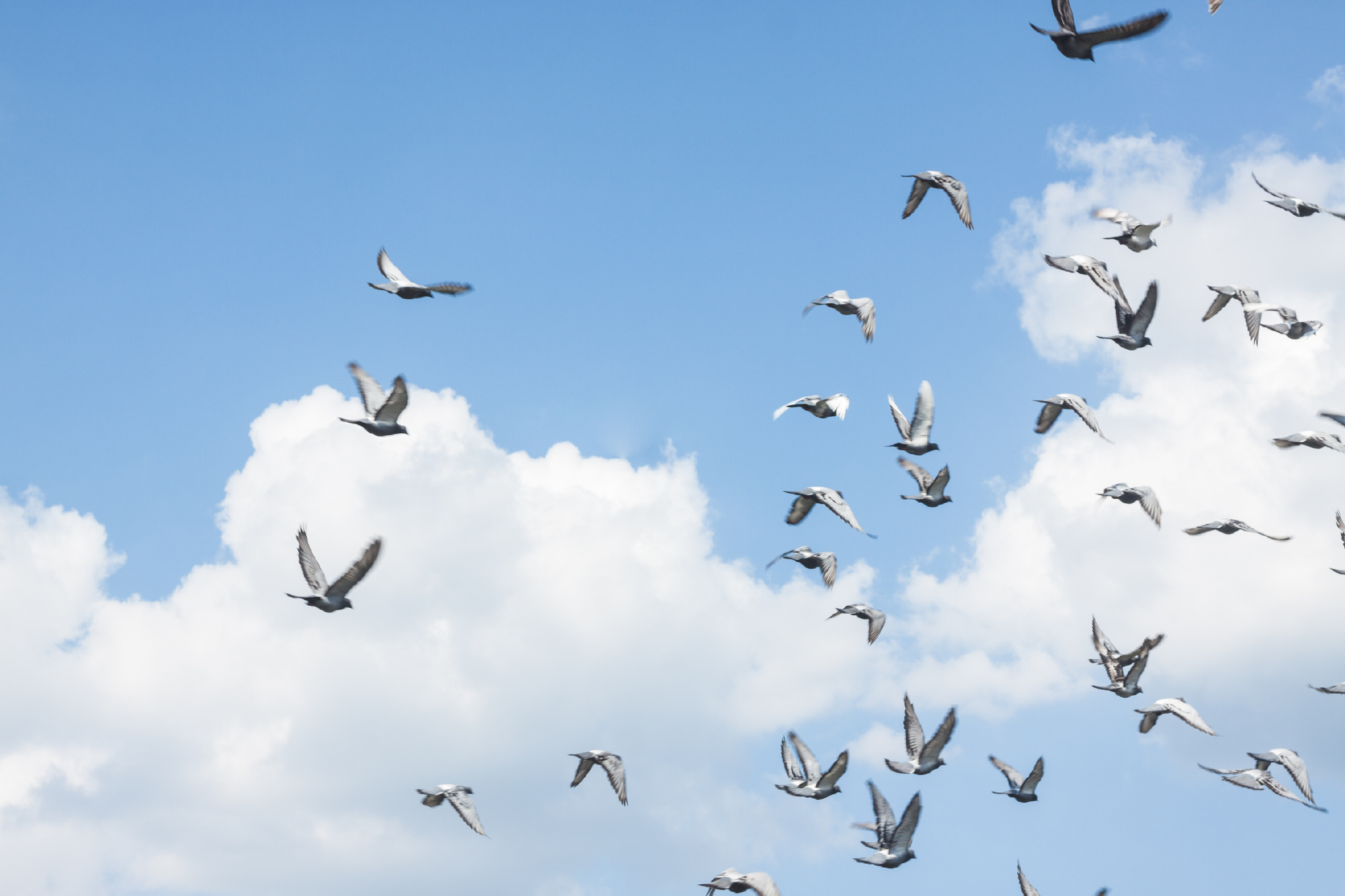 那一日拍到了阳光下的鸽子不是彩色的