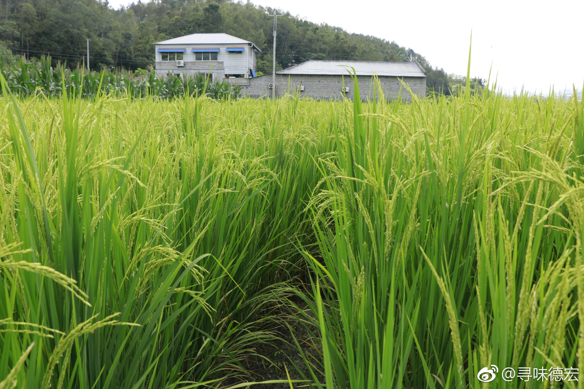 稻花香飘稻花田|稻田|稻穗|号角_新浪新闻