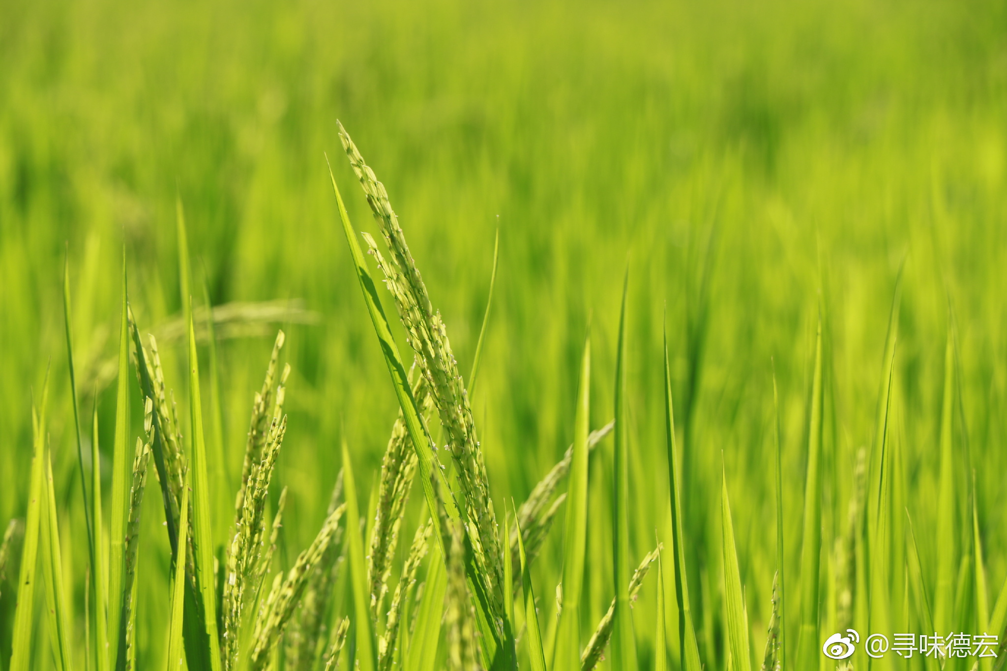 稻穗饱满的样子怎么形容 稻穗为什么成熟后会低头