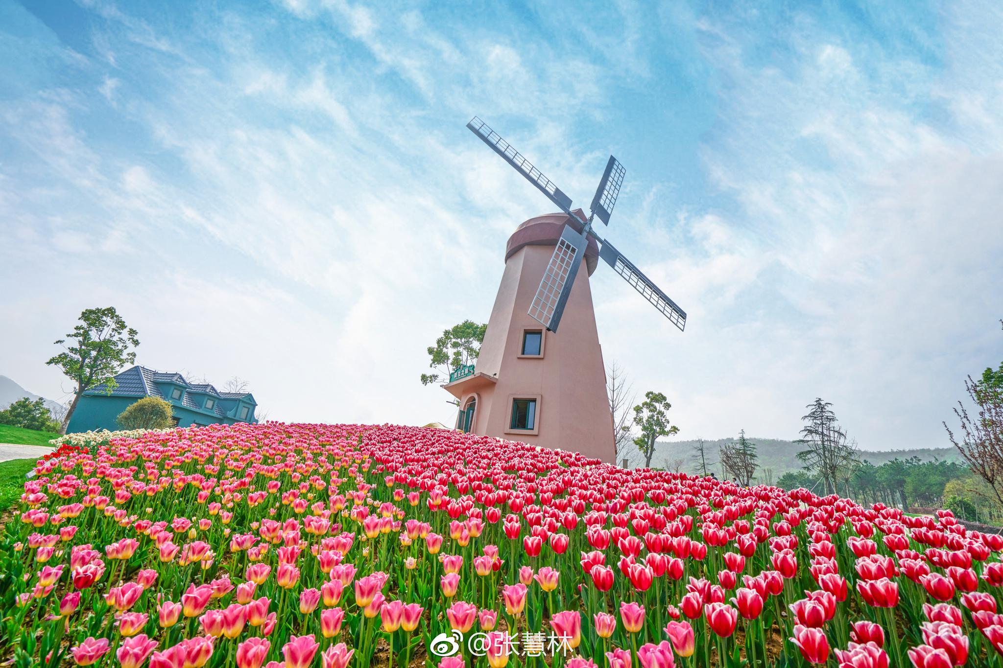 花谷奇缘国家级5a景区茅山脚下的花海小镇
