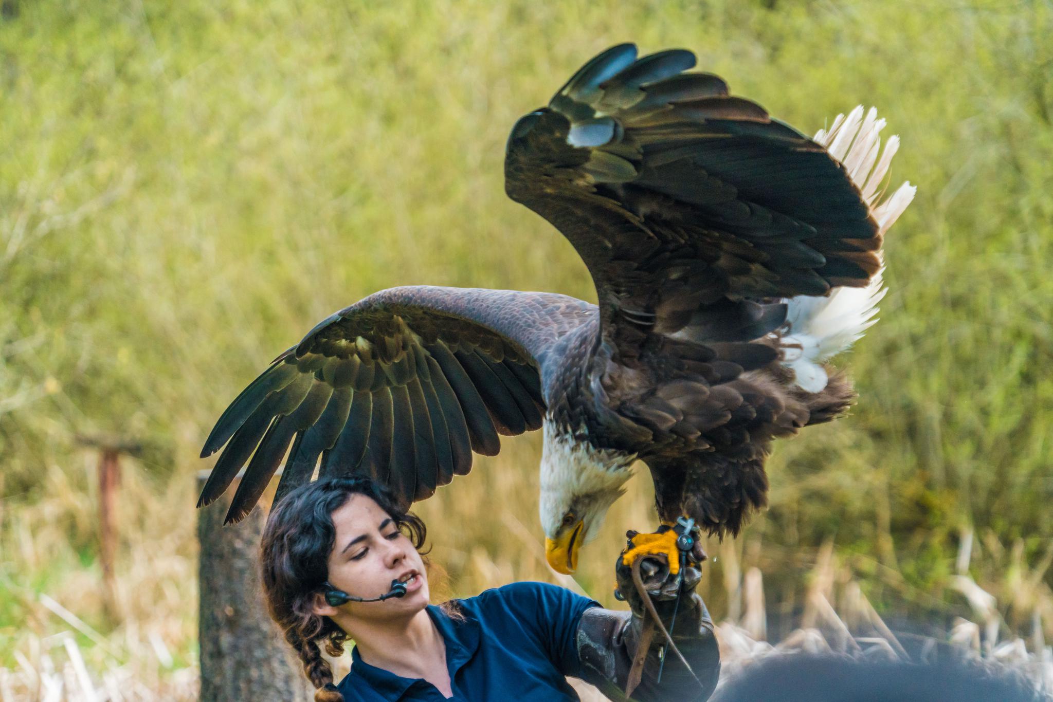 这个小姐姐真的太酷了,即使面对凶猛的老鹰都面不改色