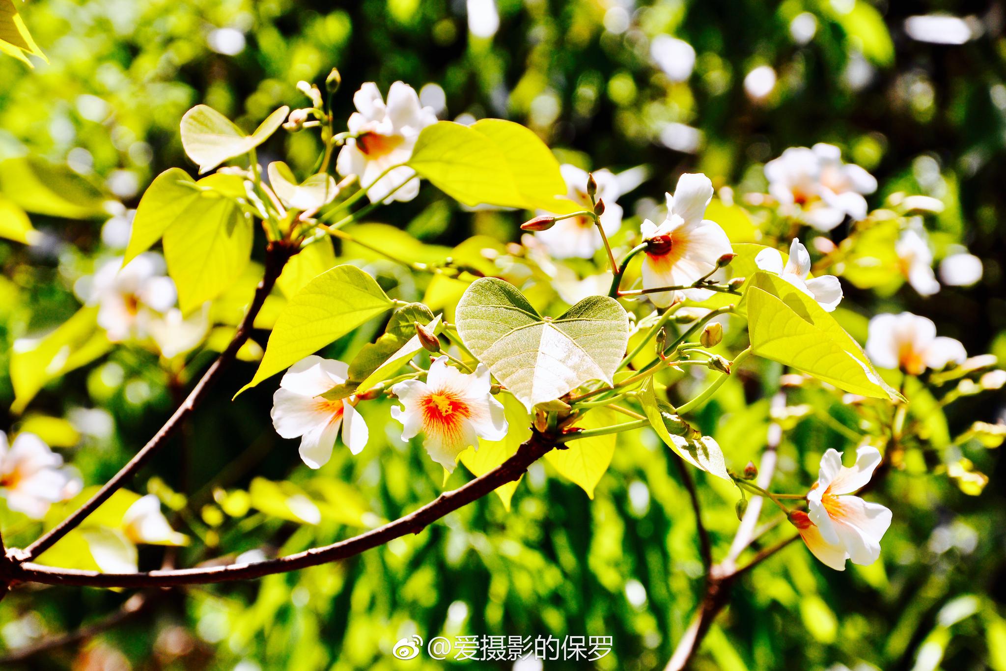 油桐花,第一次见到就深深被这精致的花吸引了.5瓣的花