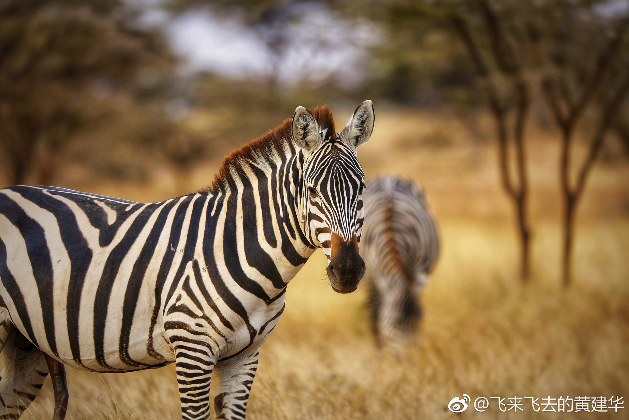 拒绝吃野生动物原因 蝙蝠携带病毒有多危险