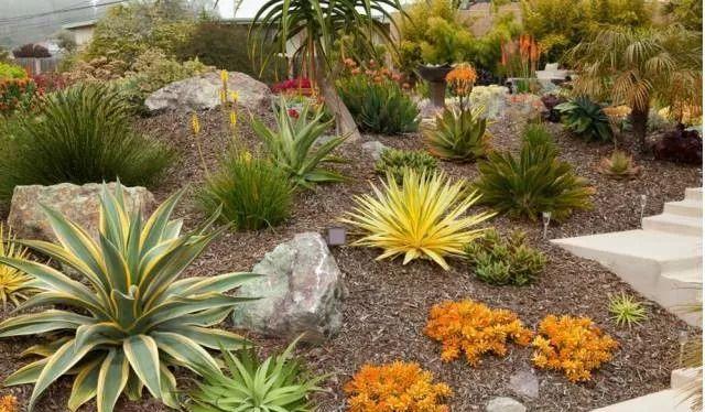 美爆了这可能是最全的多肉植物庭院景观让你心动不止一万次