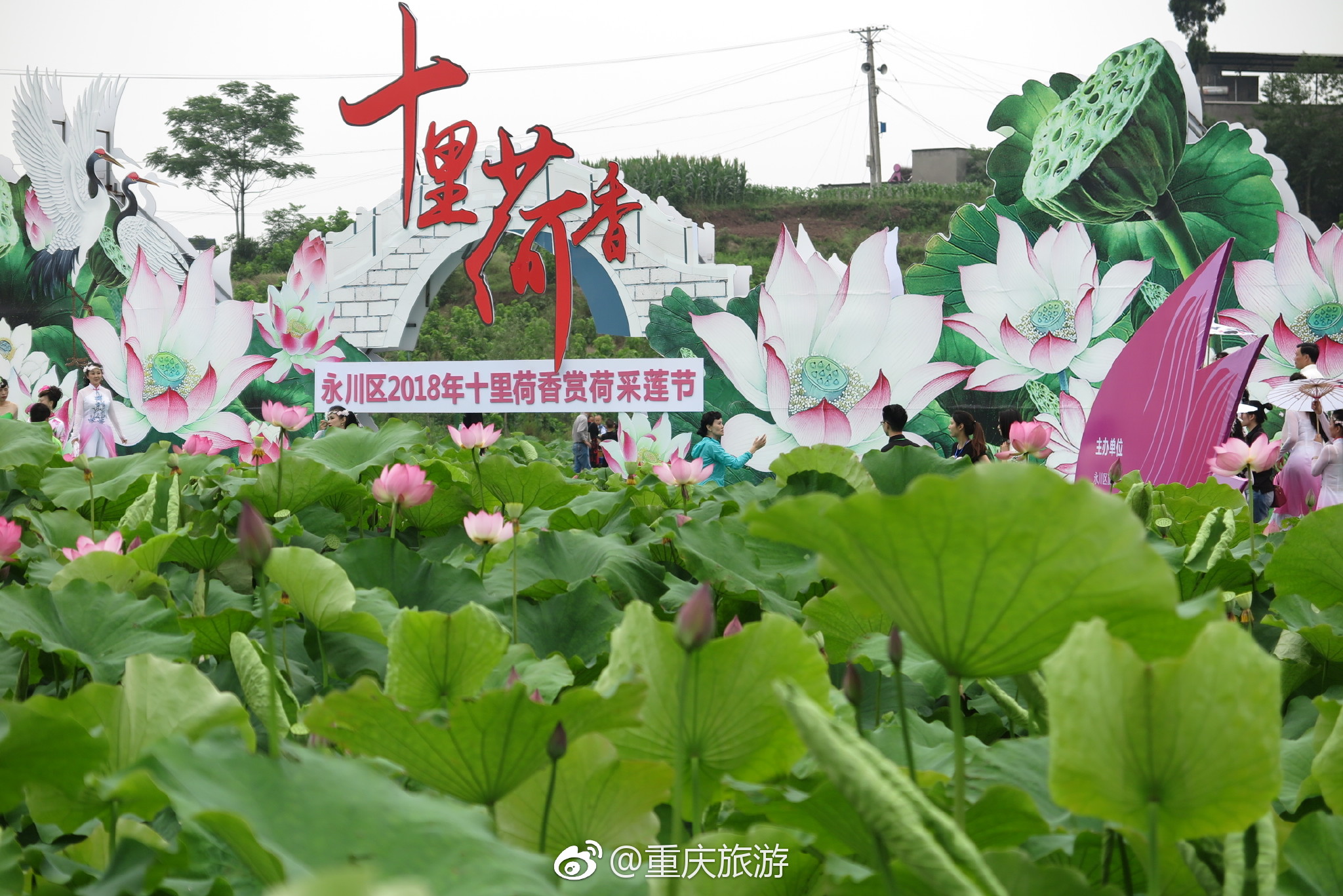 "又到了夏日的赏荷季~永川十里荷香2000亩荷花,已经开得亭亭玉立.