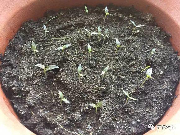 五彩椒|枝条|枸杞_新浪新闻