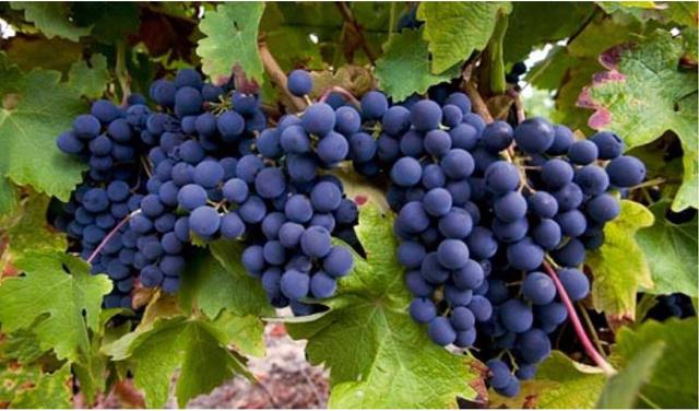 红酒最常见的酿酒葡萄品种之一赤霞珠cabernetsauvignon