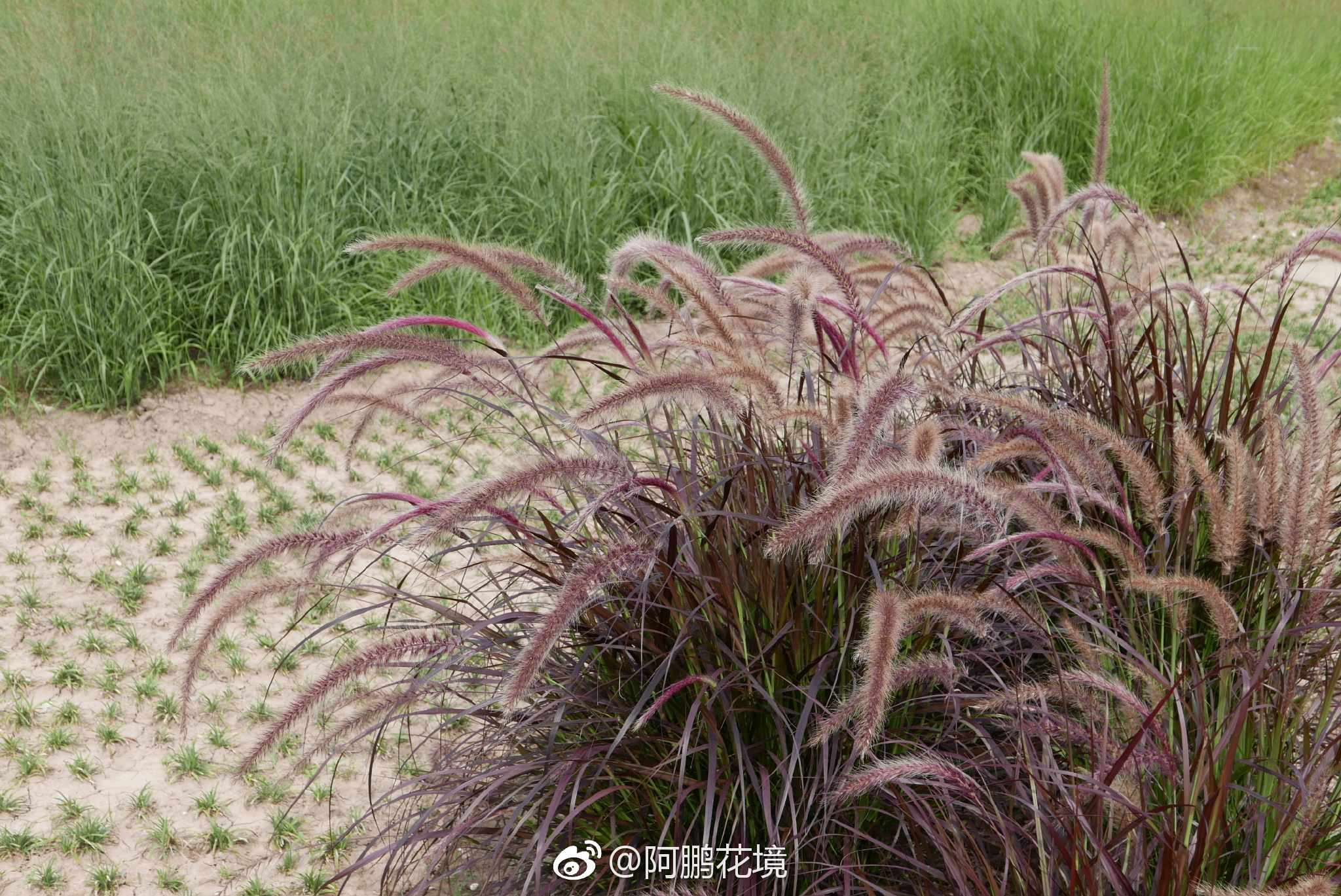 紫穗狼尾草|紫穗狼尾草|北京京兴润基园林绿化有限公司