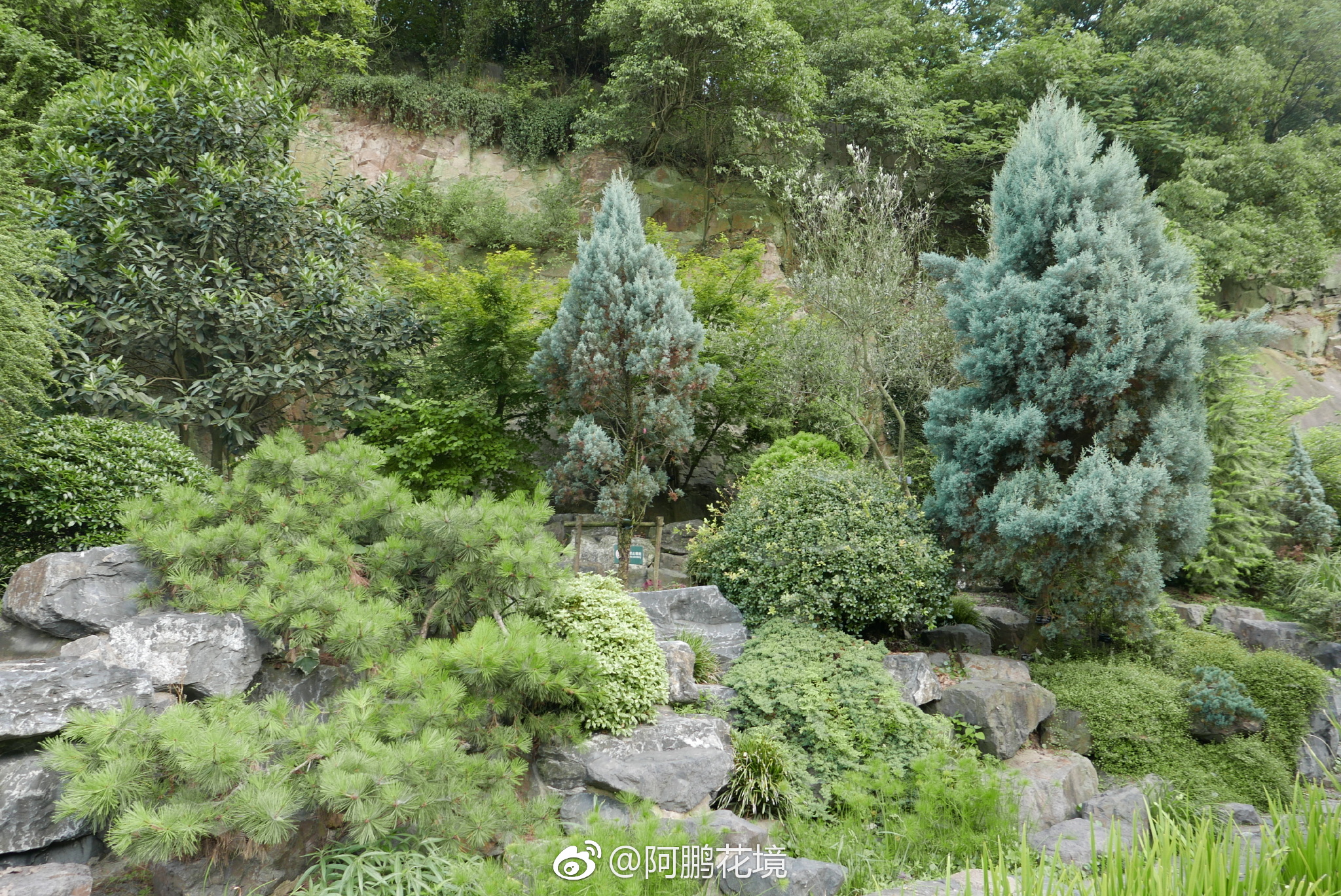 我辰岩石园花境|岩石园|花境_新浪新闻