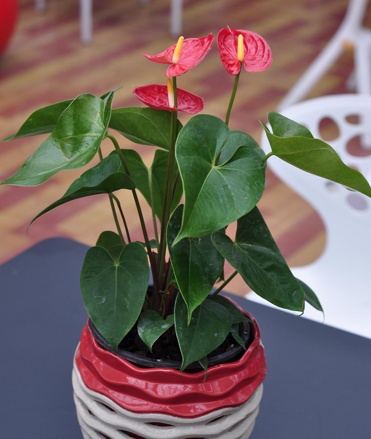 红掌这样养让它生长旺盛蹭蹭长