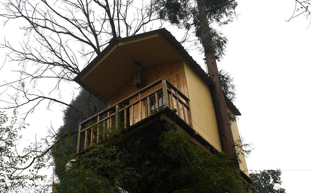 夹在大树中的小木屋.